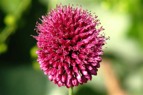 Allium sphaerocephalon – Ballyrobert Gardens