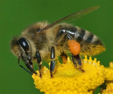 Western honey bee - Wikipedia