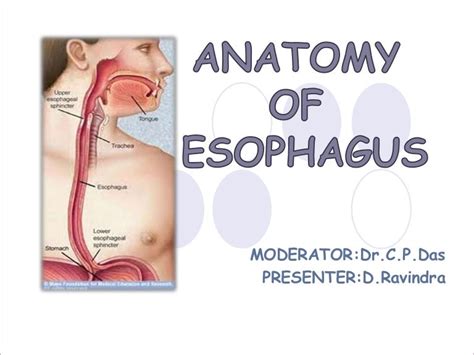 Pharynx And Esophagus Anatomy