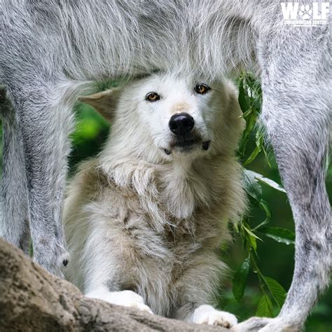 Wolf Conservation Center on Twitter: "🐺 CAPTION THIS! 🐺 https://t.co/N6GkRxg0g3" / Twitter