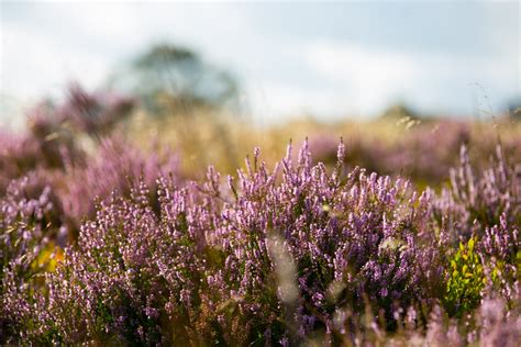 Heather Flower Free Stock Photo - Public Domain Pictures