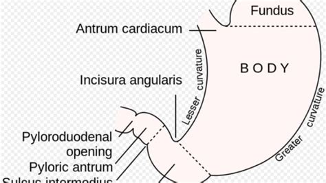 dog stomach anatomy - Dog Discoveries