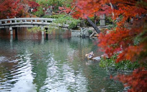 Japanese autumn landscape wallpapers and images - wallpapers, pictures, photos