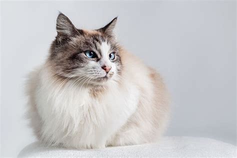 Ragdoll Cat Personality, Temperament and Lifespan | Petplan