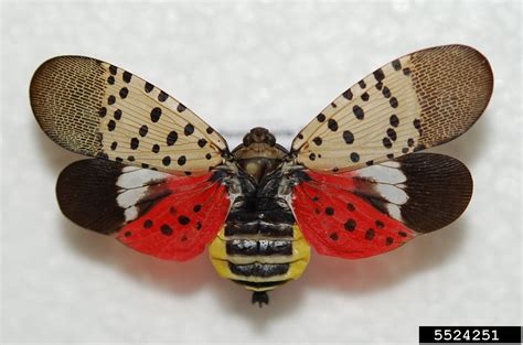 spotted lanternfly (Lycorma delicatula)