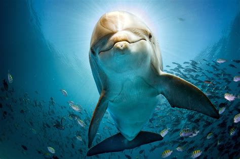 3840x2560 Dolphin Hd 3840x2560 Resolution HD 4k Wallpapers, Images, Backgrounds, Photos and Pictures