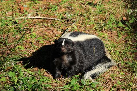 What Can be Done About Skunks Digging Up Lawn - Animal Control Specialists, IL