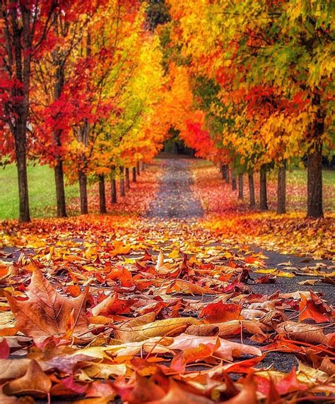 Portland , Oregon” | Autumn scenery, Autumn scenes, Fall pictures