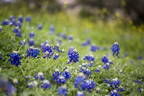 Who Thinks About Wildflowers In The Fall? TxDOT Does. | Texas Standard