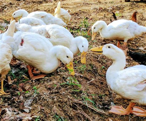 Pekin Duck Breed Guide - Start Here • New Life On A Homestead