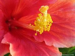 Hibiscus Side View | Bright and colorful side view of a hibi… | Flickr