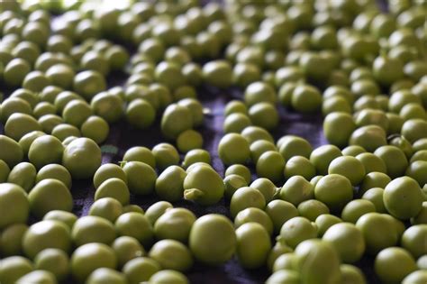 Kacang Polong Hijau Nutrisi - Foto gratis di Pixabay - Pixabay