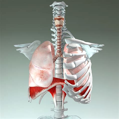 3d model respiratory