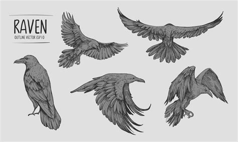 Flying Crow Outline Template