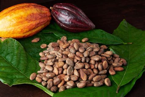 Dry cacao seeds close up stock image. Image of beans - 108965691