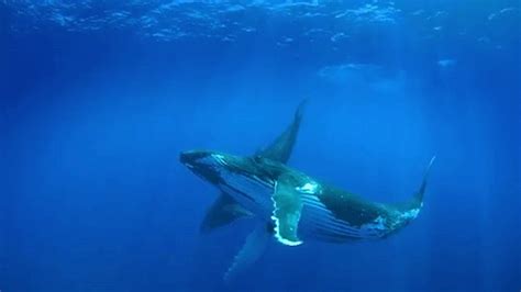 THE LIFE NEUROTIC WITH STEVE'S ISSUES / Tonga Humpback Imax Videography | Imax, Its a mans world ...