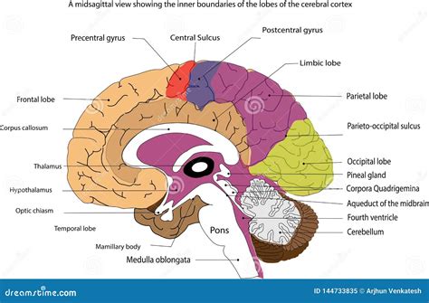 Brain Midsagittal View