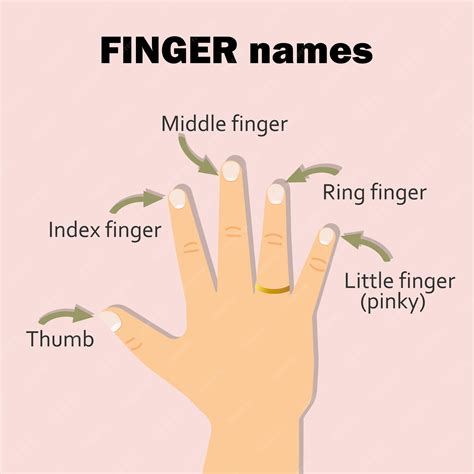 Premium Vector | Finger names