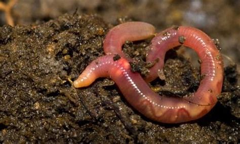 Earthworm - Alchetron, The Free Social Encyclopedia