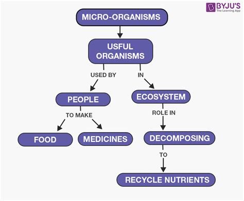 Useful Microorganisms - Role of Microorganisms in Human Welfare