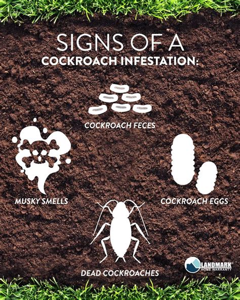 Worried that you might have a cockroach infestation? These are common signs of a cockroach ...