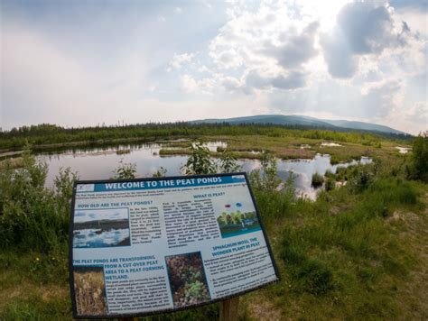 Where to See Migratory Birds around Fairbanks, Alaska - Alaska Travelgram