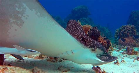 13 Spotted Eagle Ray Facts That Will Blow Your Mind | Dressel Divers