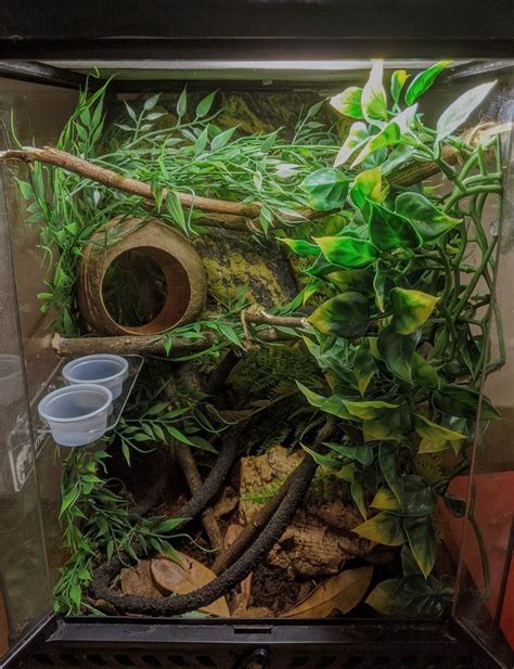 Crested Gecko Terrarium Setup