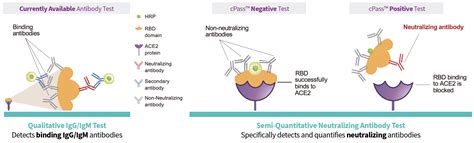 Neutralization Antibody Panel