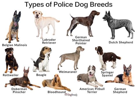 American Police Dog Breeds