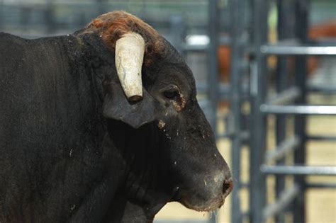 Anatomy of a Bull - This is the horn on PRCA Bull of the Year ... - Las ...