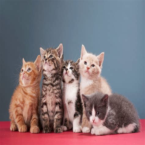 Kitten Gender: How To Identify Your Furry Friend's Sex - Petazon