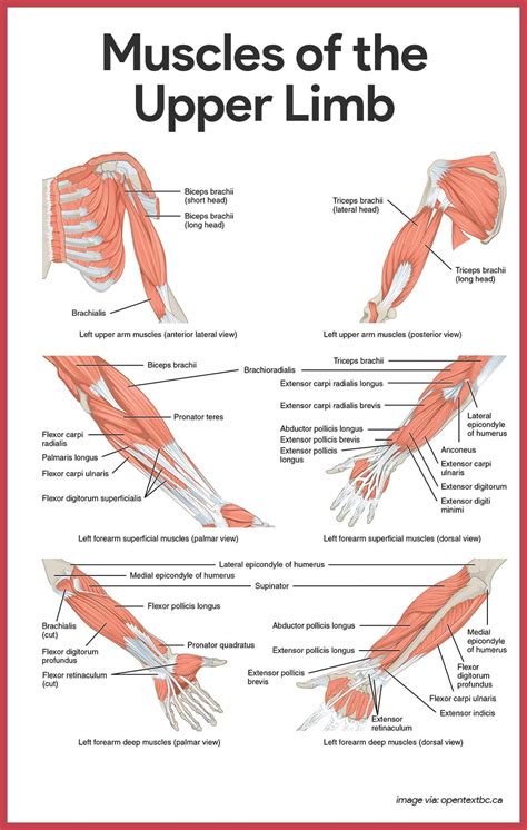 Upper Body Muscle Names / Build Muscle Fast / This deep muscle arises from the. - Elayney-flung