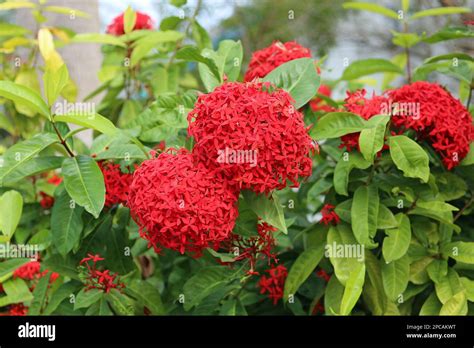 Ashoka tree flower - Florida Stock Photo - Alamy