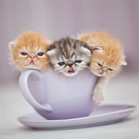 Kittens In Cups | Teacup kitten, Baby animals pictures, Kittens