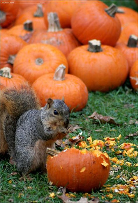 Someone else loves pumpkins too :) Halloween Snacks, Fall Halloween, Holloween, Animals ...