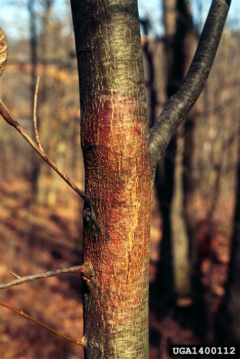 chestnut blight or canker (Cryphonectria parasitica)