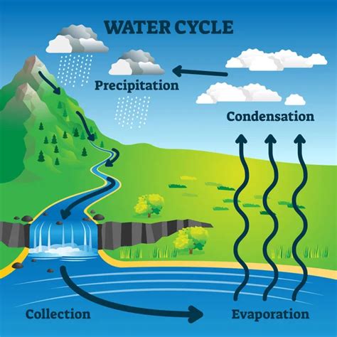 Water cycle vector illustration. Labeled earth hydrologic process explanation