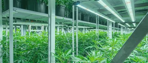 Top 15 growing equipment must-haves for weed growers - CannaConnection