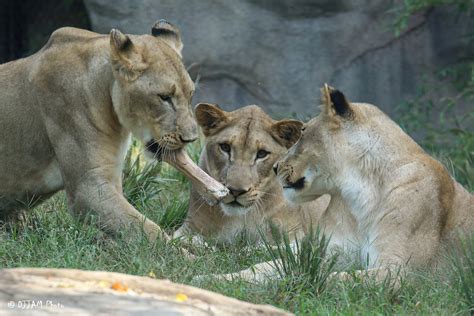 Breakfast with the Animals - Cincinnati Zoo & Botanical Garden®