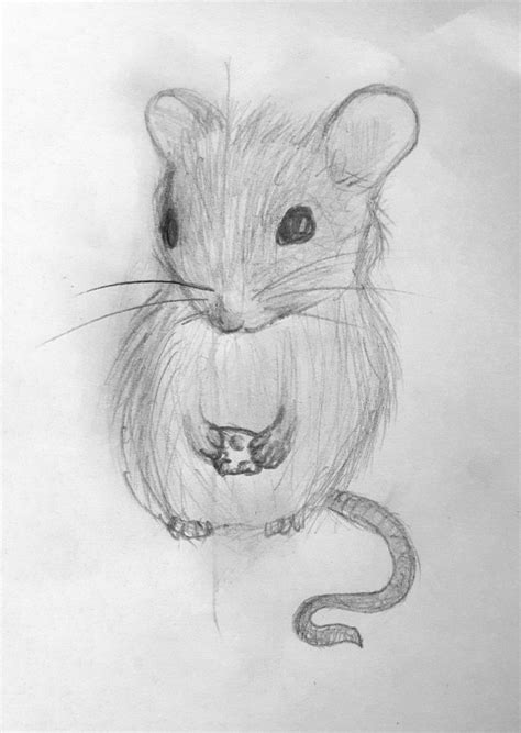 Realistic mouse drawing | Mouse drawing, Drawings, Fairytale art