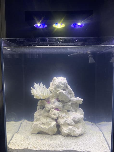 Just setup my college seahorse tank, what do you guys think? : r/ReefTank