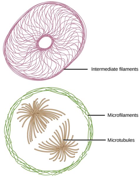 Biology, The Cell, Cell Structure, The Cytoskeleton | OERTX