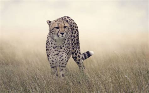 Cheetah: World's fastest cat returns to India after 70 years | RNZ News