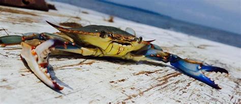 Crabbing and Oystering on the Chesapeake Bay