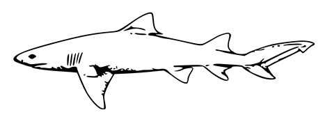 Clipart - lemon shark