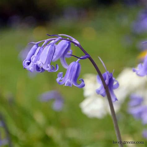 How to Grow Bluebells (2024)