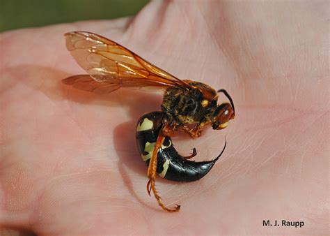 Cicadas beware, the ladies are in town: Female cicada killer, Sphecius ...