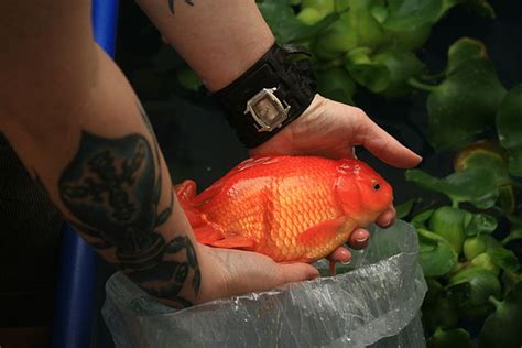 6 Largest Goldfish in the World - Largest.org