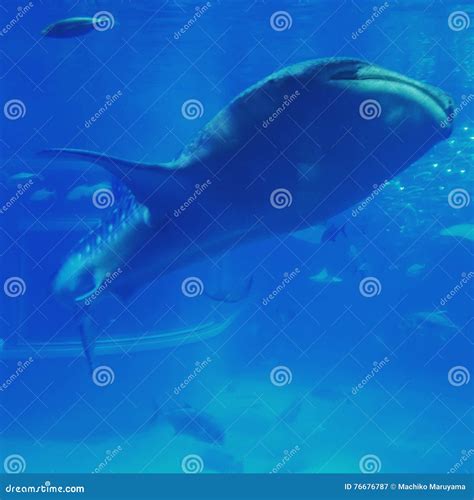 Whale Shark stock image. Image of kaiyukan, aquarium - 76676787